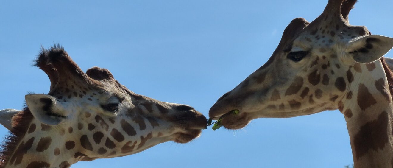 01.-03.04. Gewaltfreie Kommunikation