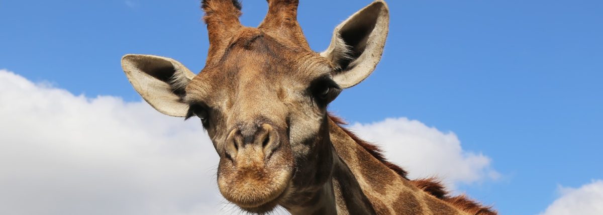 Gabriela Reinwald GfK Oktober 20