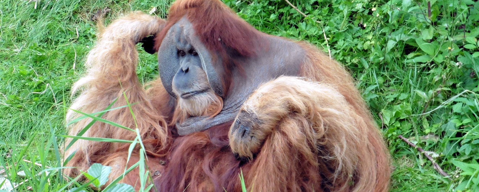 Orang Utang