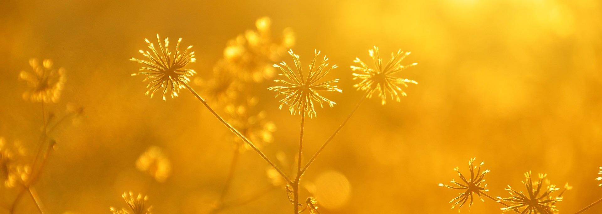 plant-2768578_1920