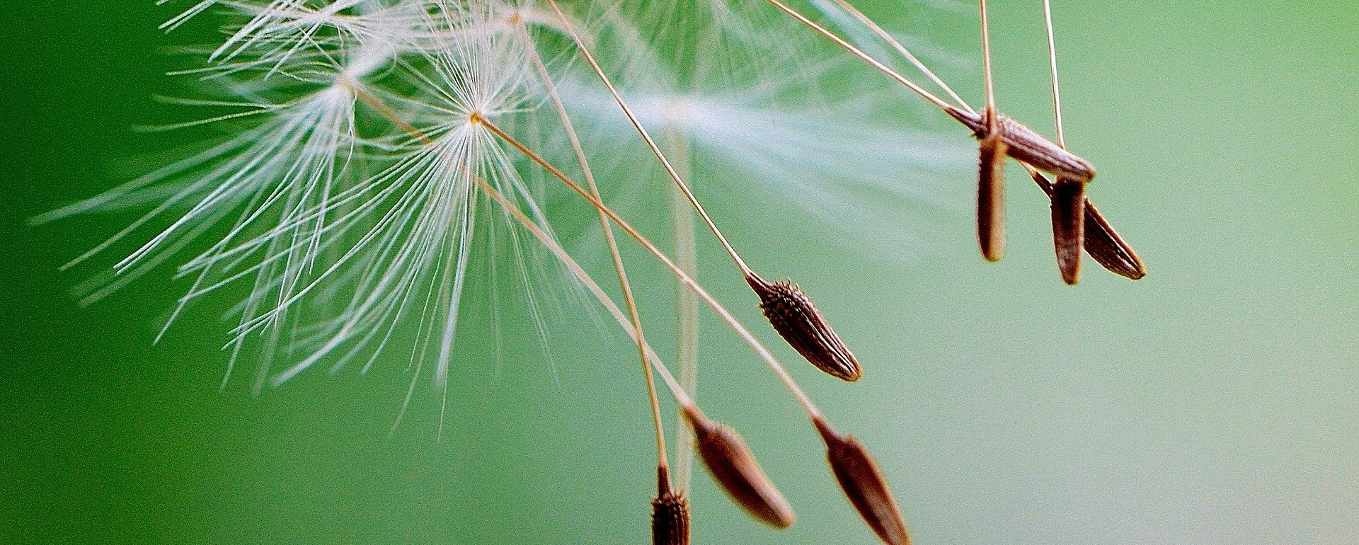 Pusteblume