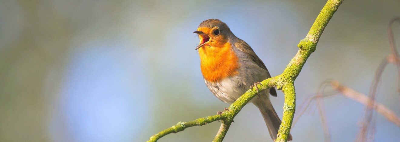 21.5. Walther Streffer