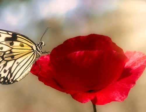 Ulrich Morgenthaler – Das Leuchten der Welt erspüren, 8. Mai um 19:30 – 9. Mai um 18:00