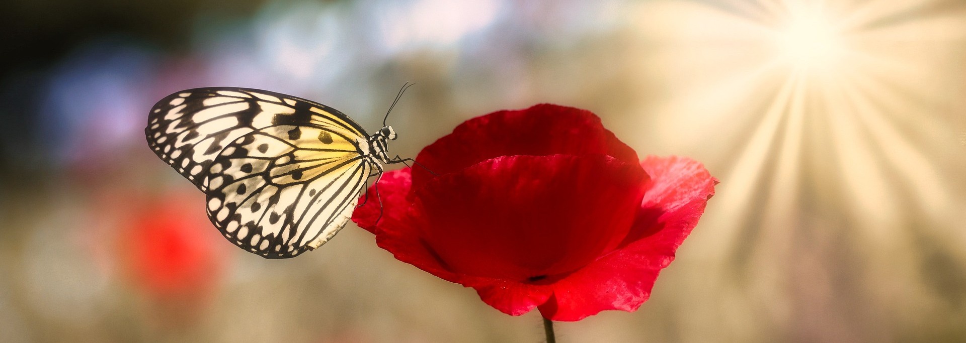 9_5_Seminar__Das-Leuchten-der-Welt